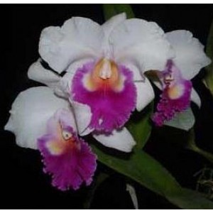 Cattleya Orchids Plants CMB1138