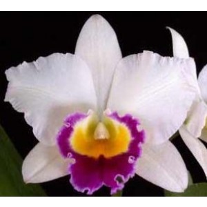Cattleya Orchids Plants CMB1142