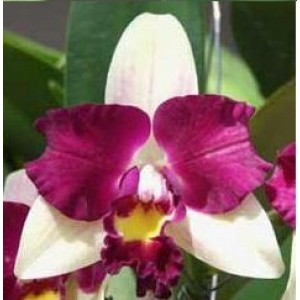 Cattleya Orchids Plants CMB1143