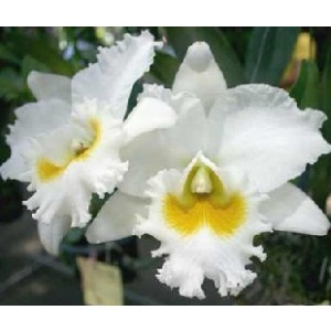 Cattleya Orchids Plants CMB1147