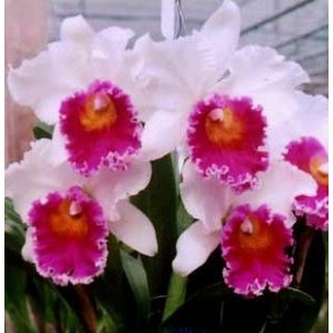 Cattleya Orchids Plants CMB1148