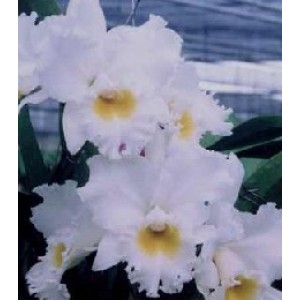 Cattleya Orchids Plants CMB1149