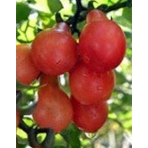 Cherry Tomato Red Pear Seeds