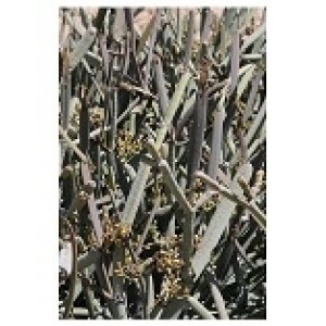 Cissus Subaphylla Succulent Plants