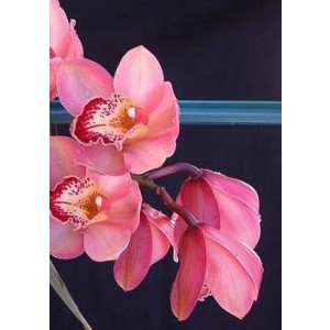 Cymbidium Orchid Plants CMB1035