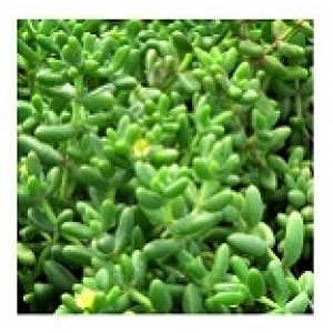 Delosperma Pruinosum Succulent Plants