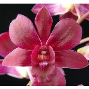Dendrobium Orchids Plants DMB1311