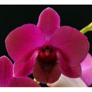 Dendrobium Orchids Plants DMB1317