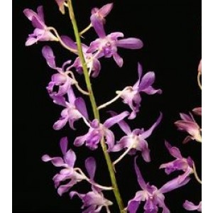 Dendrobium Orchids Plants DMB1372