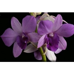 Dendrobium Orchids Plants DMB1373