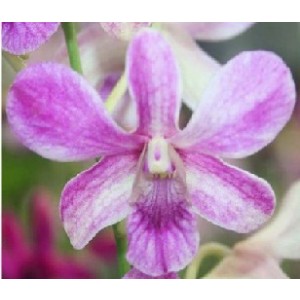 Dendrobium Orchids Plants DMB1374