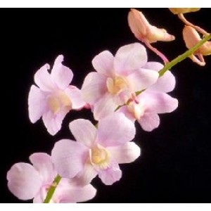 Dendrobium Orchids Plants DMB1376