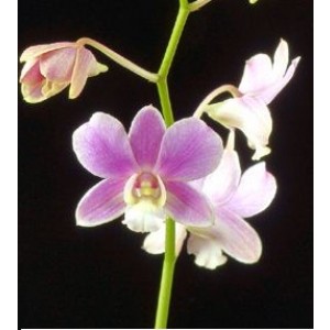 Dendrobium Orchids Plants DMB1377