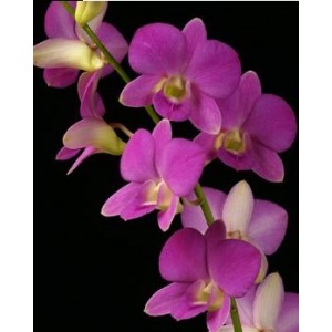 Dendrobium Orchids Plants DMB1385