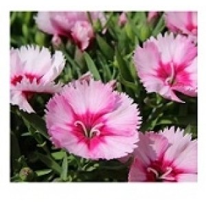 Dianthus Pink Flowering Plants