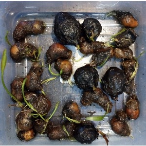 Dwarf Lily Aponogeton Natans Bulb