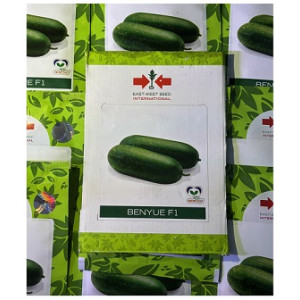 East West Benyue F1 Wax Gourd Hybrid Seeds – Cylindrical High-Yield Variety (100gm)