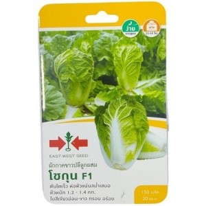 East West Seed Hybrid Cabbage Shogun F1 Seeds