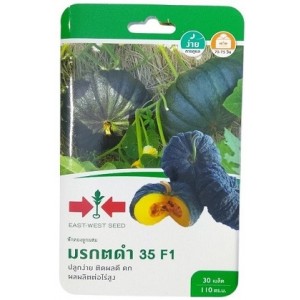 East West Seed Hybrid Pumpkin Black Emerald 35 F1 Seeds