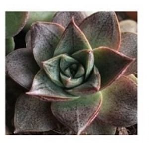 Echeveria Dionysos Succulent Plants  