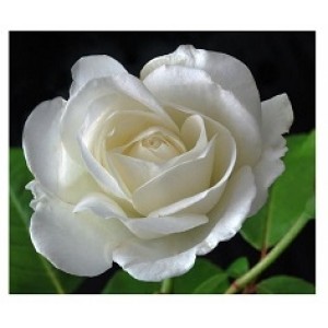 English White Rose Flowering Plants