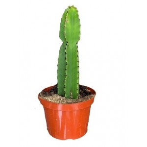 Euphorbia Ingens Succulent Plants