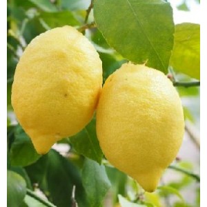 Gandharaj Lemon Live Indian Garden Plants