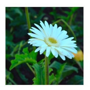 Gerbera White Flowering Plants