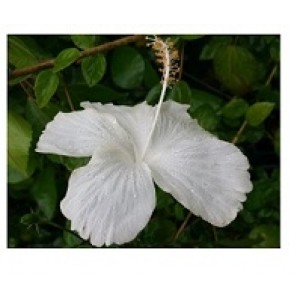 Hibiscus White Flowering Plants