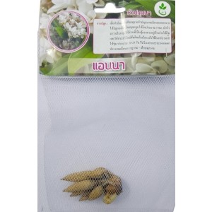Dynamic Seeds Anna Curcuma Big Bulb