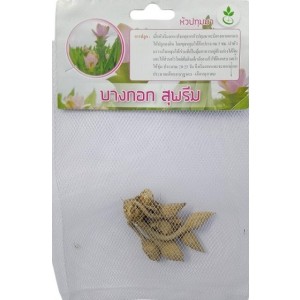 Dynamic Seeds Bangkok Supreme Curcuma Big Bulb 