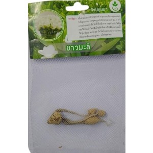Dynamic Seeds Jasmine White Curcuma Big Bulb