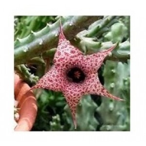 Huernia Hislopii Succulent Plants
