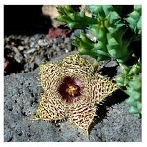 Huernia Hystrix Succulent Plants