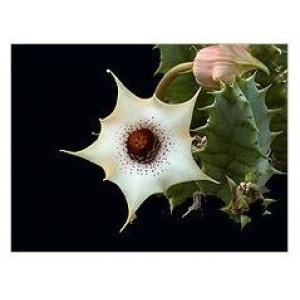 Huernia Quinta Succulent Plants