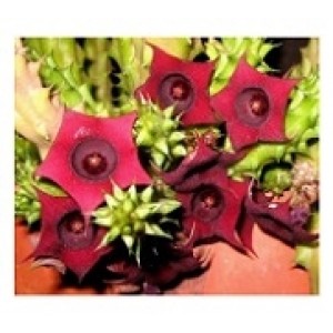 Huernia Schneideriana Succulent Plants