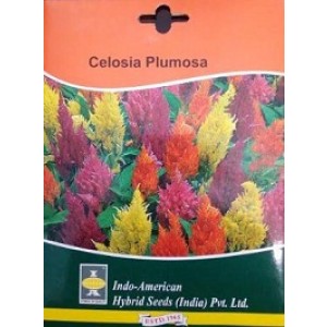 Hybrid Celosia Plumosa Flower Seeds