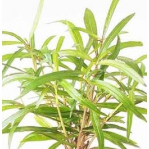 Hygrophila Polysperma Tiger