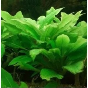 Hygrophila Corymbosa Compacta