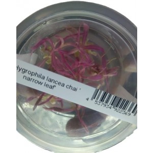 Hygrophila Lancea Chai