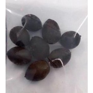Imported Dwarf Lotus Seeds