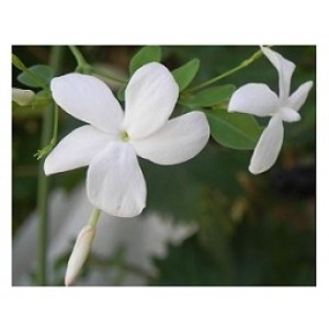 Jasminum Grandiflorum Flowering Plants