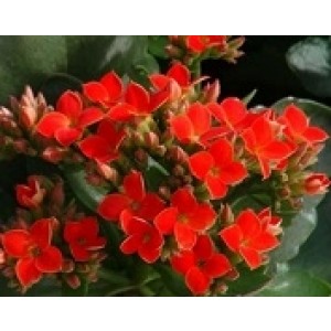 Kalanchoe Blossfeldiana Succulent Plants