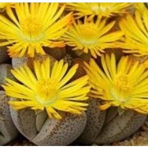 Lithops Aucampiaes Succulent Plants