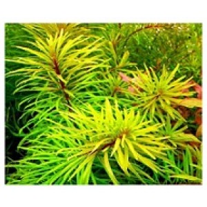Ludwigia Inclinata Cuba