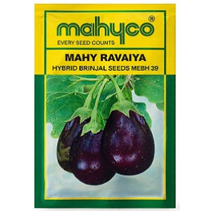 Mahyco Mahy Ravaiya Hybrid Brinjal Seeds – 20g | High‑Yield Purple Eggplant Variety