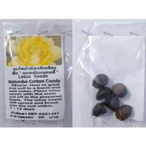 Yellow Nelumbo Cotton Candy Dwarf Lotus Seeds