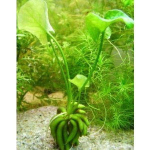 Nymphoides Aquatica Banana Plant