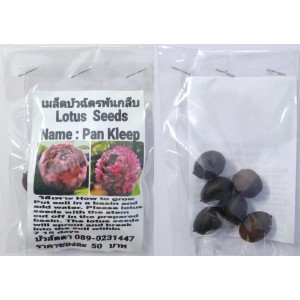 Red Pan Kleep Lotus Seeds