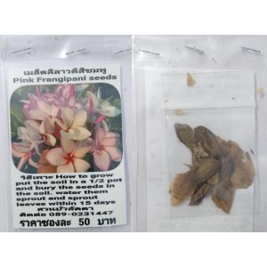 Pink Plumeria Frangipani Kathalichapa Seeds